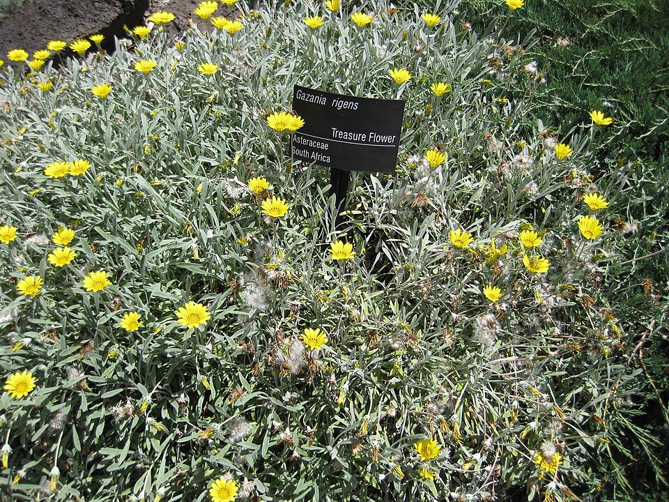 Assorted Gazania (Gazania spp. 'Assorted')