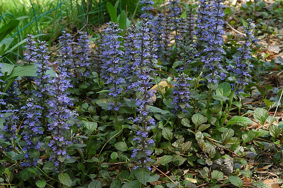 Chocolate Chips Bugleweed (Ajuga reptans 'Chocolate Chips')
