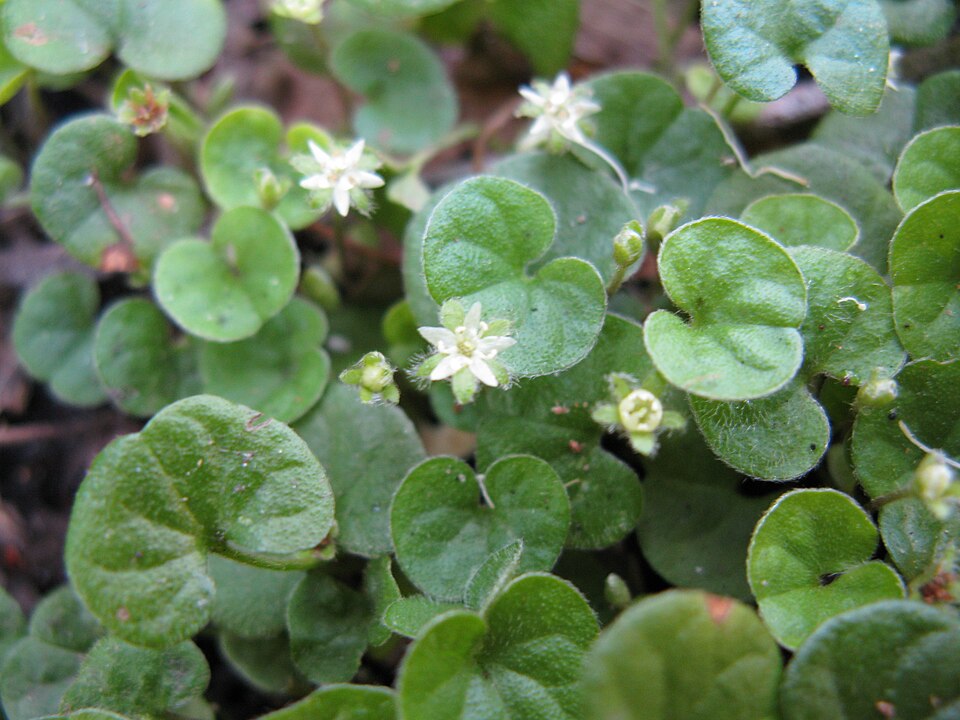 Dichondra (Dichondra repens)