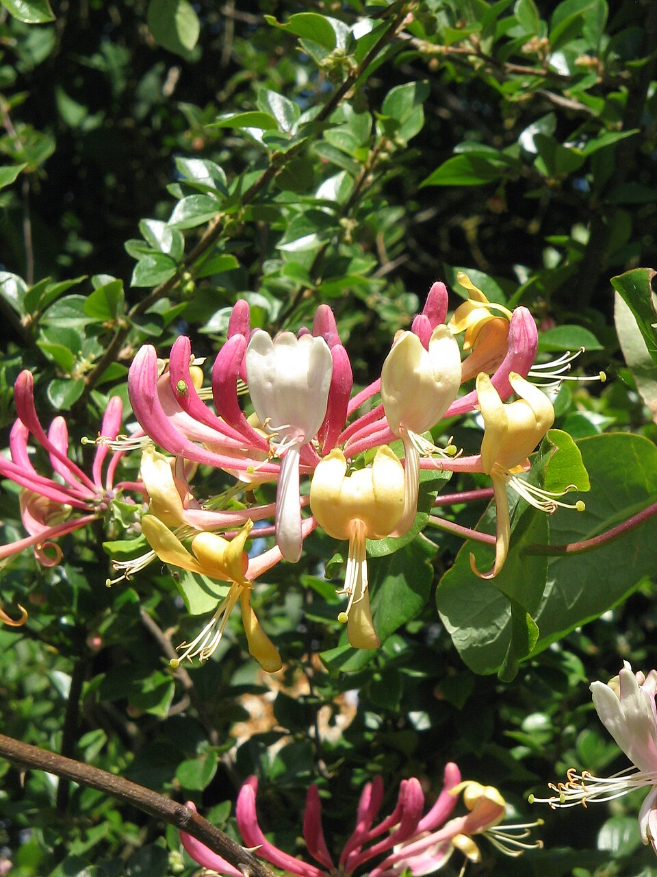 Honeysuckle (Lonicera spp.)