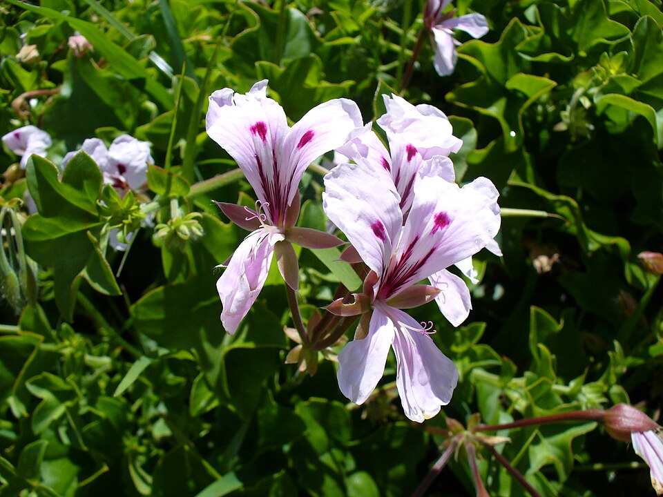 Ivy Geranium Mixed (Pelargonium peltatum)