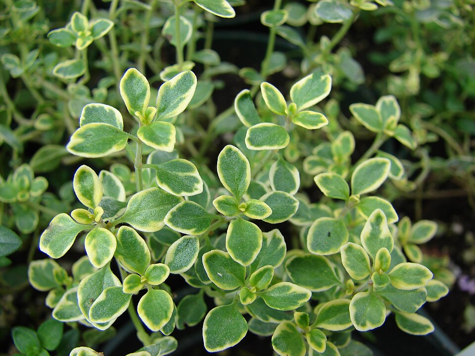 Lemon Thyme (Thymus citriodorus)