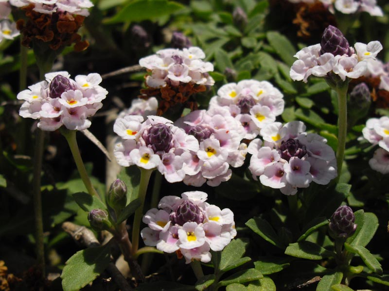 Lippia (Phyla nodiflora)