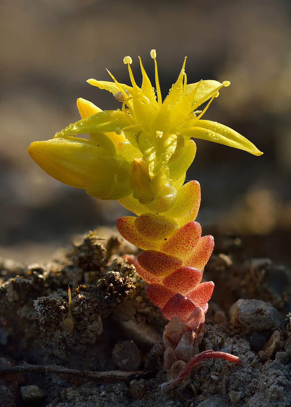 Pachyclados Stonecrop (Sedum 'Pachyclados')