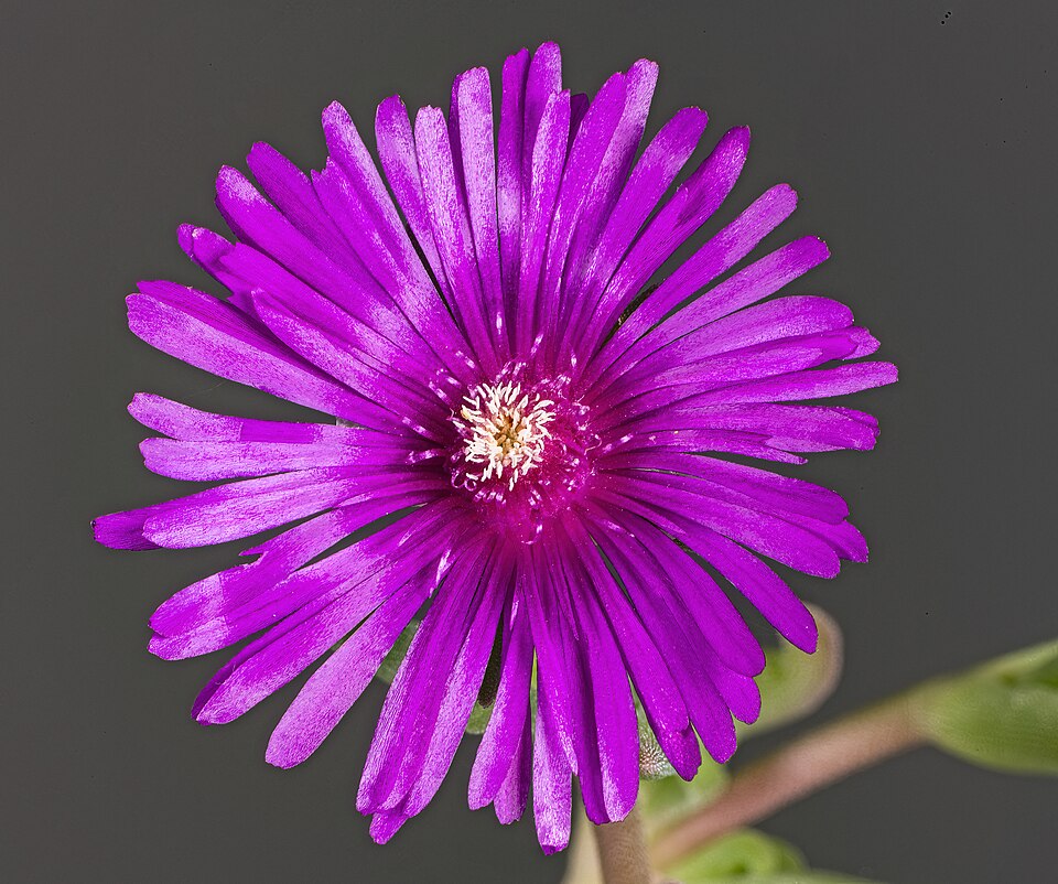 Red Ice Plant (Delosperma 'Red')
