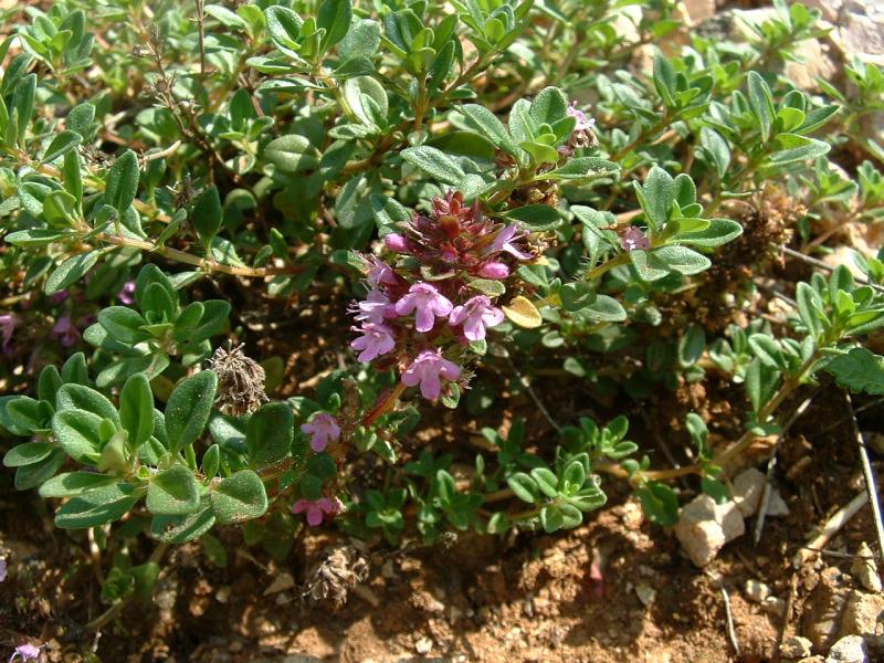 Red Thyme (Thymus serpyllum 'Red')