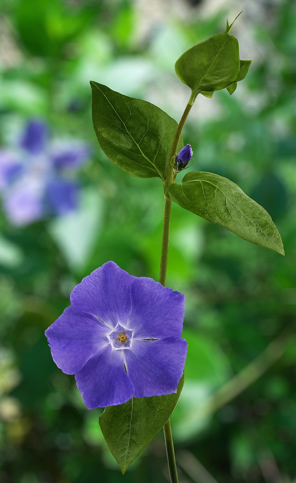 Variegated Bigleaf Periwinkle (Vinca major 'Variegated')