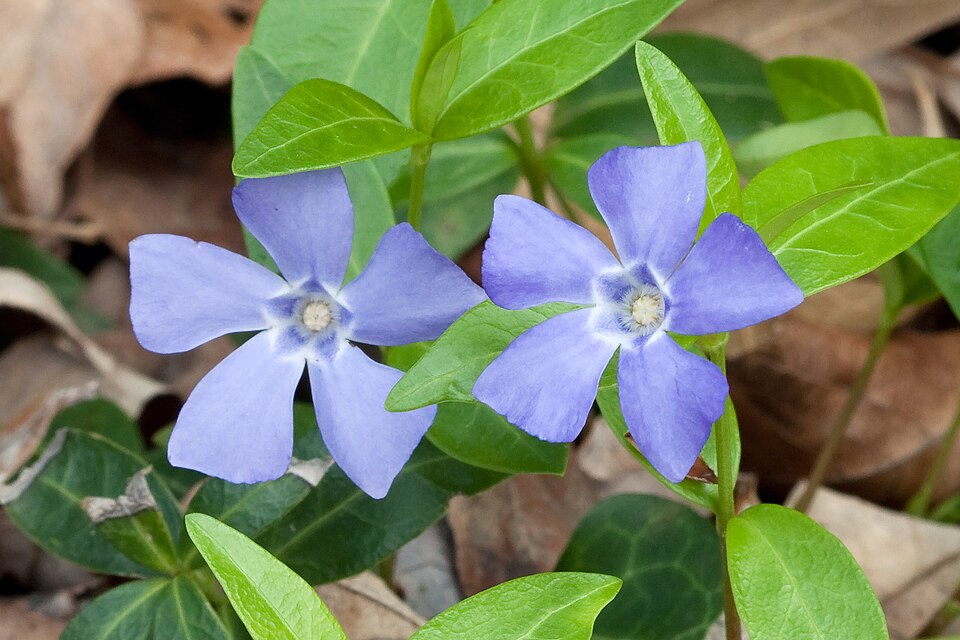 White Common Periwinkle (Vinca minor 'Alba')
