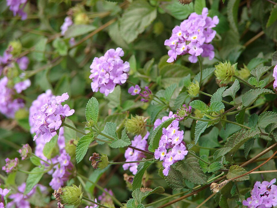 White Trailing Lantana (Lantana montevidensis 'White')