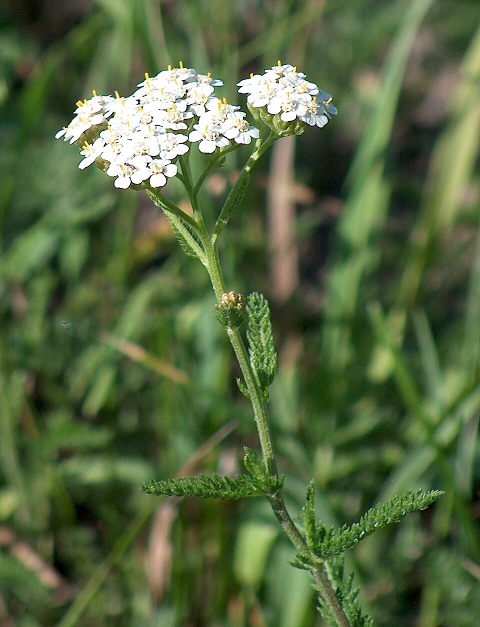Yarrow (Achillea)